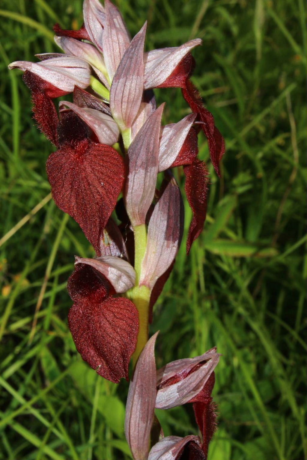 Serapias cordigera-Genova